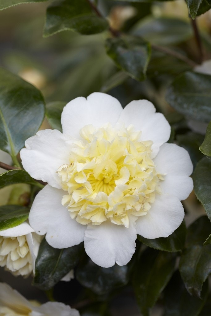 Camelia (Camellia japonica 'Brushfield's Yellow')