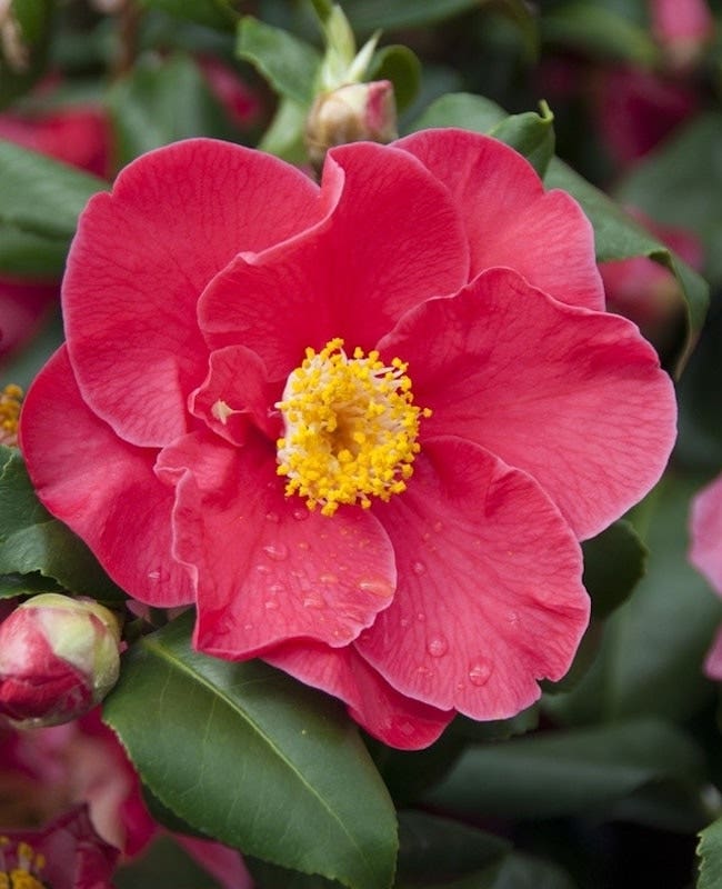 Camelia (Camellia japonica 'Dr. King')