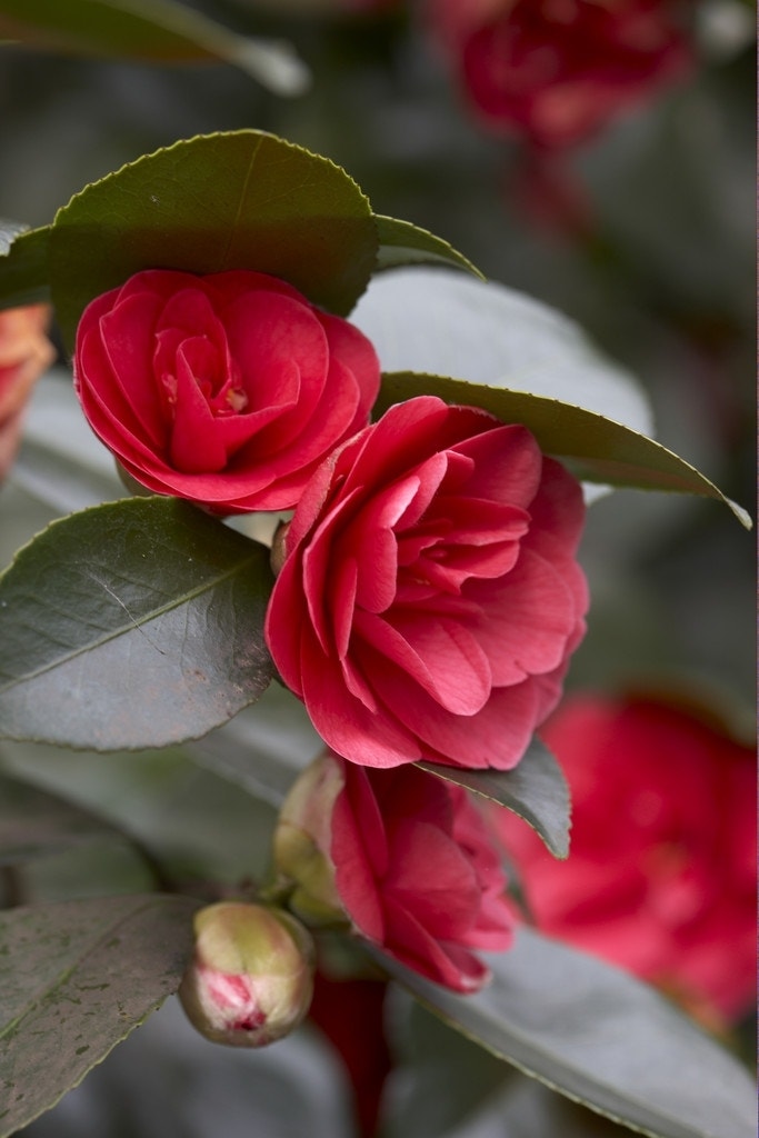 Camelia (Camellia japonica 'Lady Campbell')