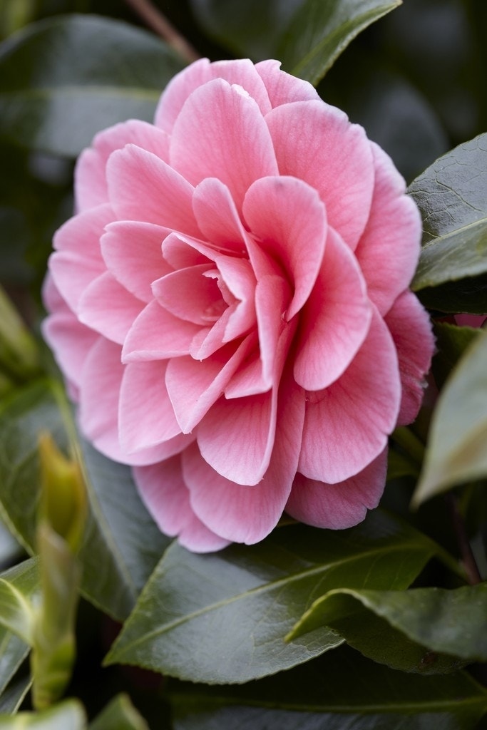 Camelia (Camellia japonica 'Tiffany')