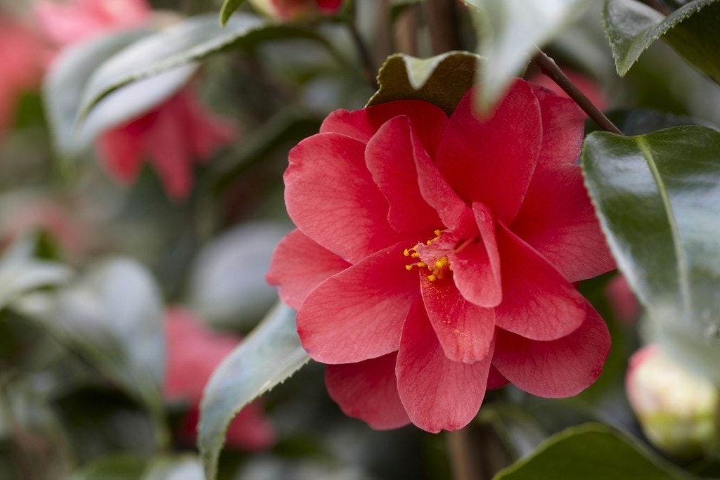 Camelia (Camellia reticulata 'Mary Williams')