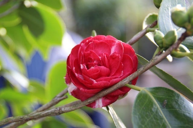 Camelia (Camellia, rood)