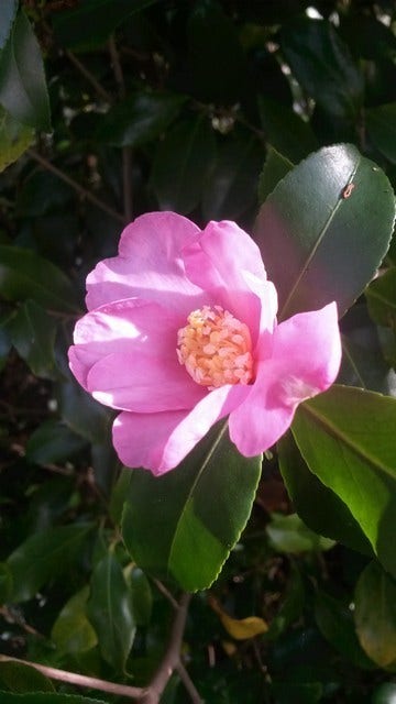 Camelia (Camellia sasanqua)