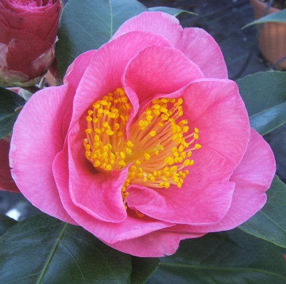 Camelia als Leivorm (Camellia japonica 'California')