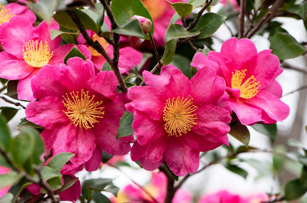 Camelia (Camellia sasanqua 'Kanjiro')