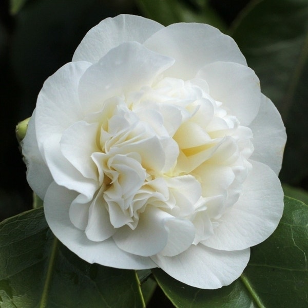 Camelia (Camellia japonica 'Powder Puff')