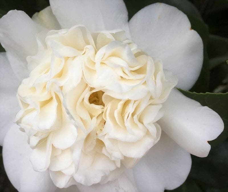 Camelia (Camellia japonica 'Snowball')