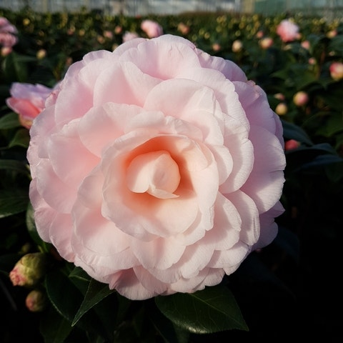 Camelia (Camellia japonica 'Nuccio's Cameo')