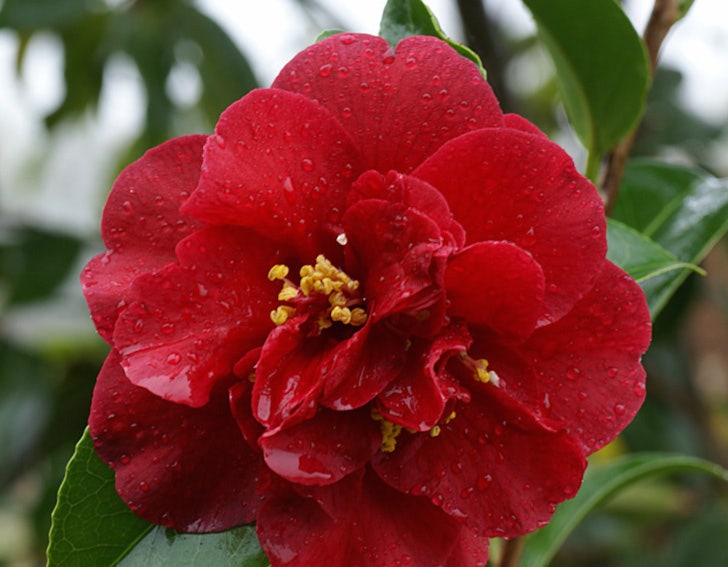 Camelia als Leivorm (Camellia japonica 'Doctor Burnside')