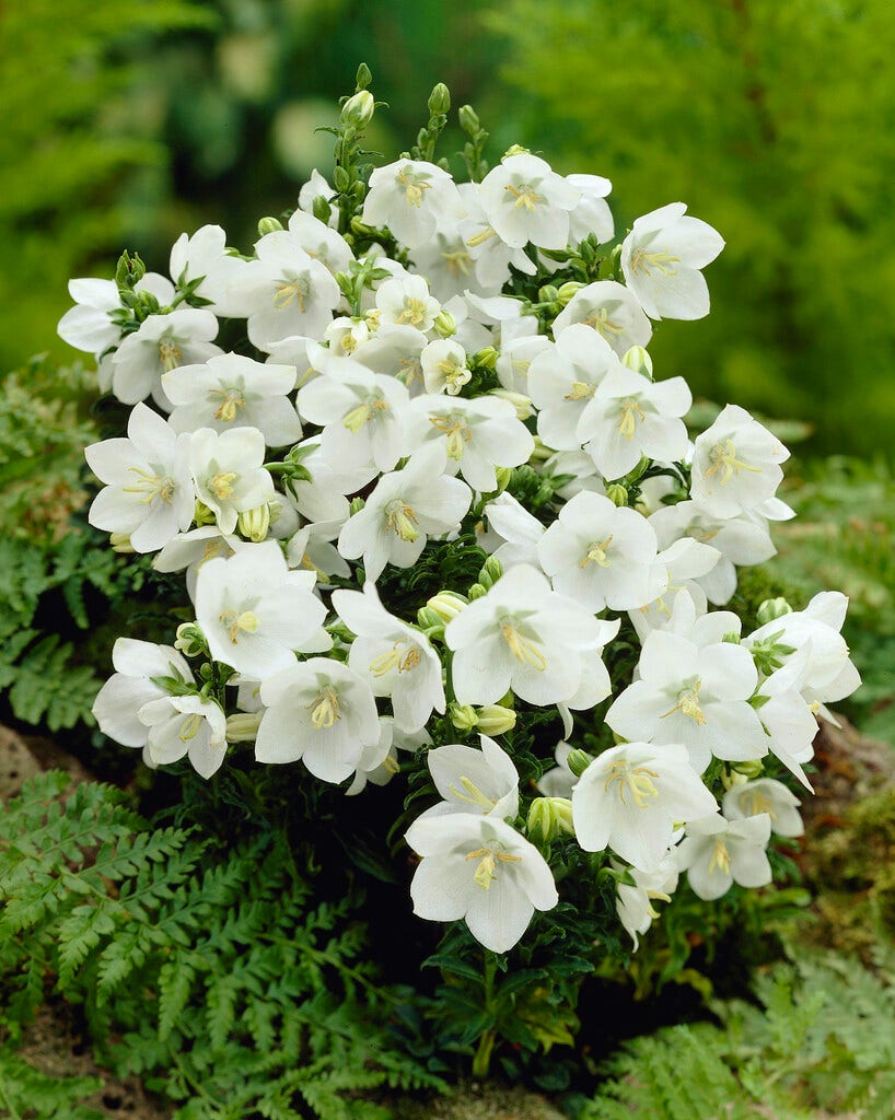 Klokje (Campanula carpatica 'Alba')