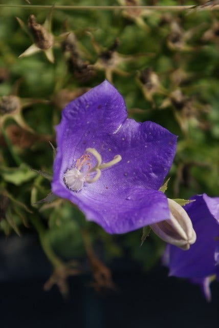 Klokje (Campanula carpatica 'Blaue Clips')