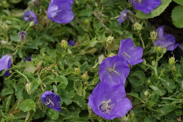 Klokje (Campanula 'Birch Hybrid')