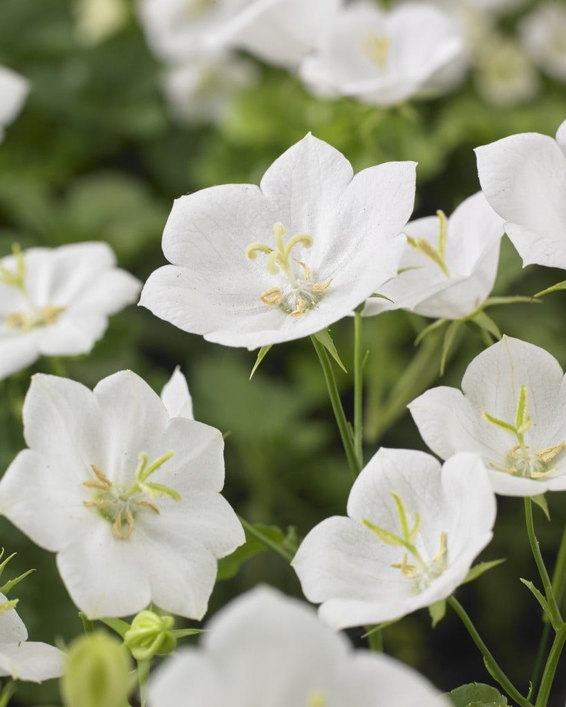 Klokje (Campanula carpatica 'Weisse Clips')