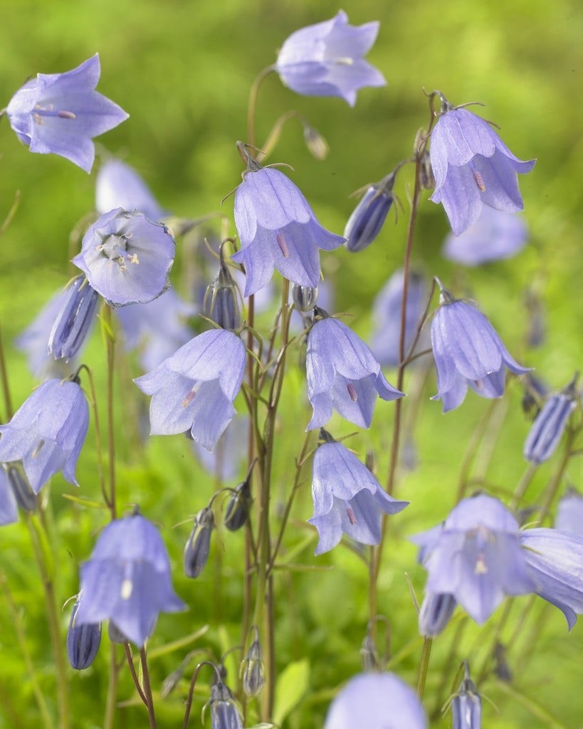 Klokje (Campanula cochleariifolia)