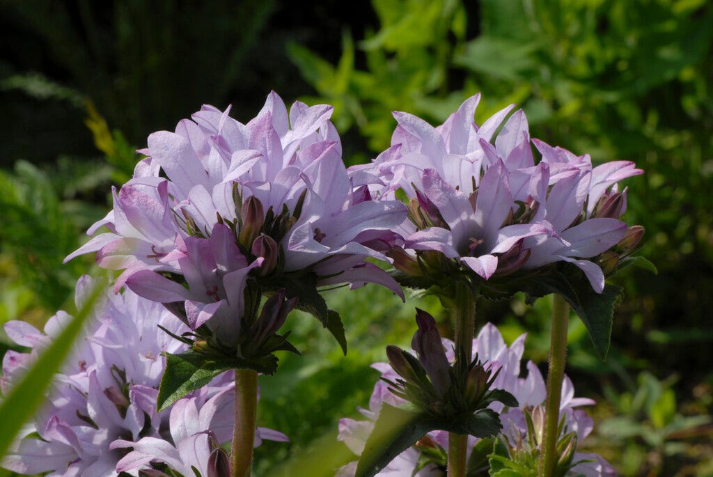 Klokje (Campanula glomerata 'Caroline')