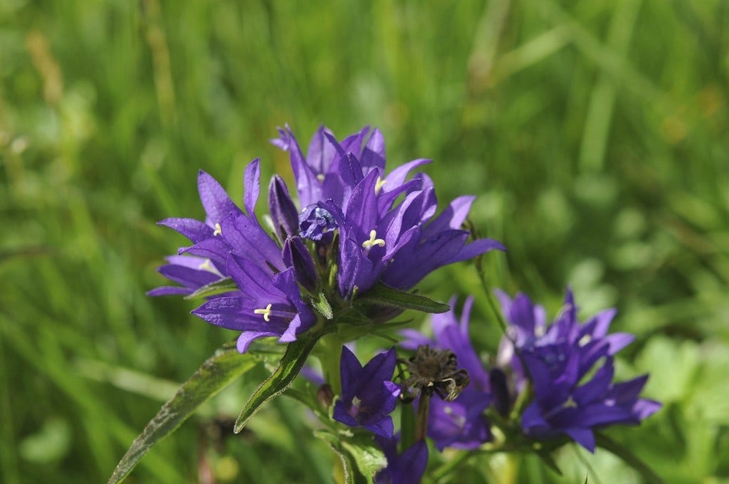 Klokje (Campanula glomerata)