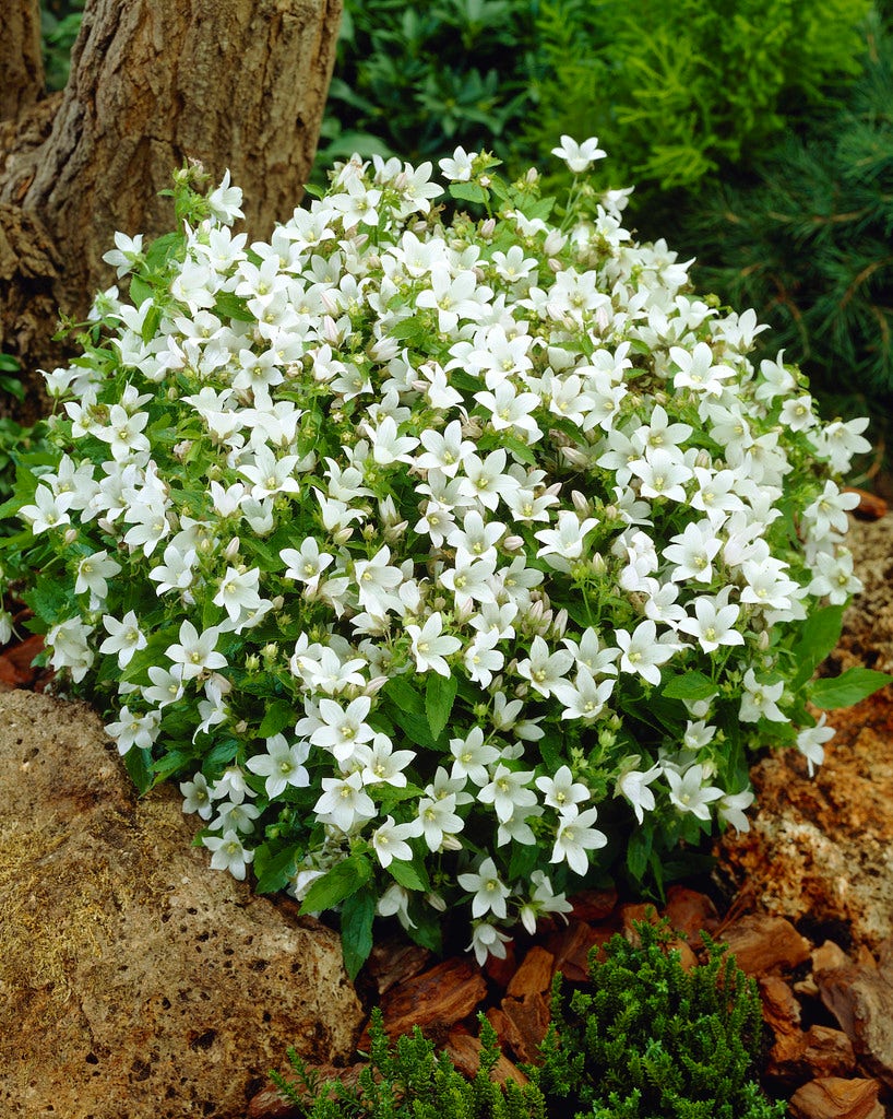 Klokje (Campanula lactiflora 'White Pouffe')