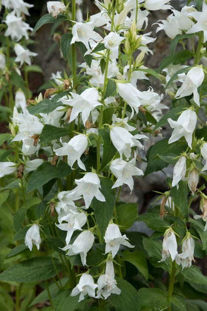 Klokje (Campanula latifolia 'Alba')