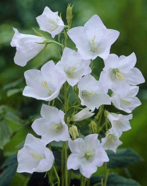 Klokje (Campanula persicifolia 'Alba')