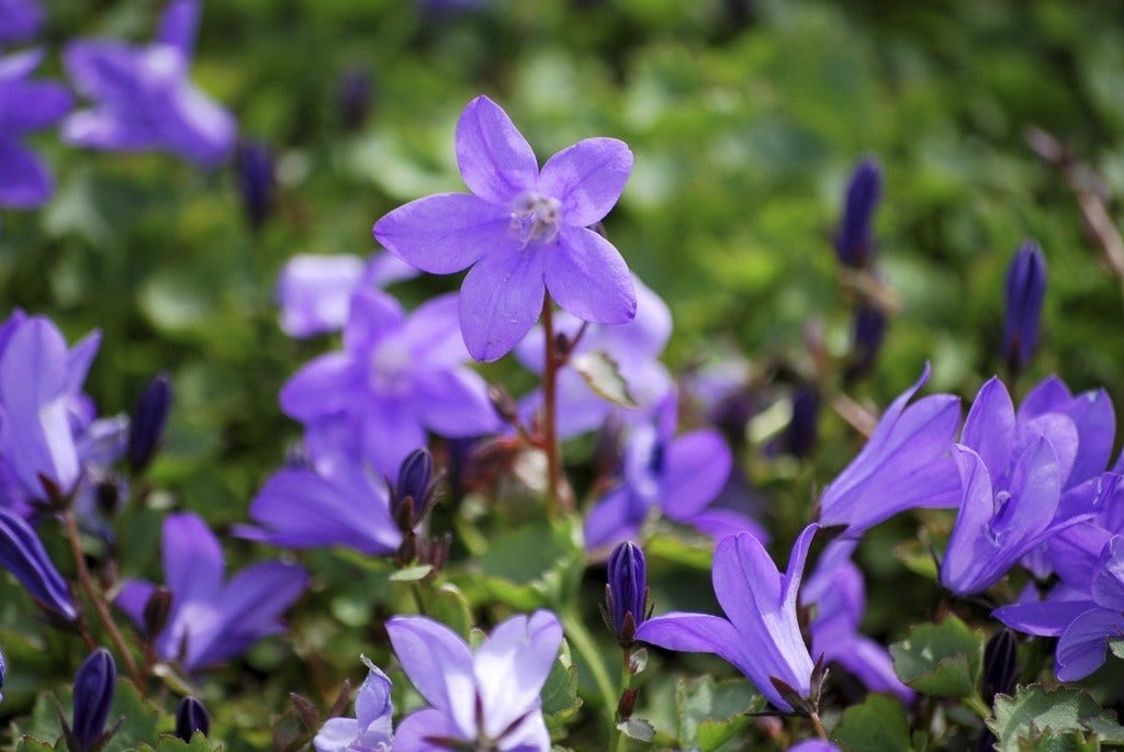 Klokje (Campanula portenschlagiana 'Resholt Variety')