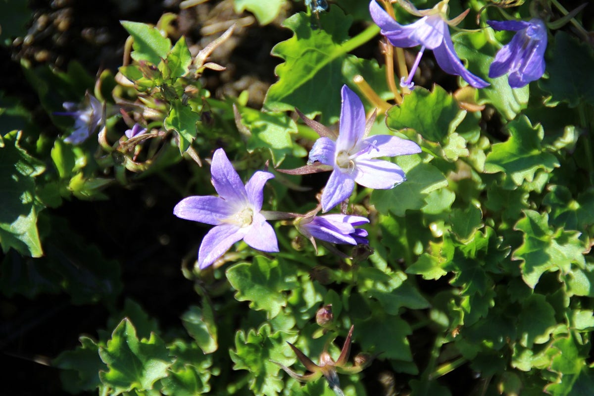 Klokje (Campanula poscharskyana 'Lisduggan Variety')