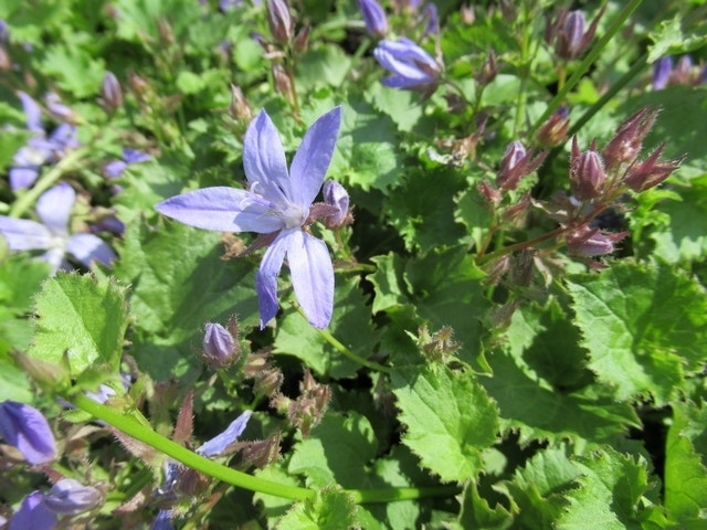 Klokje (Campanula poscharskyana 'Blauranke')