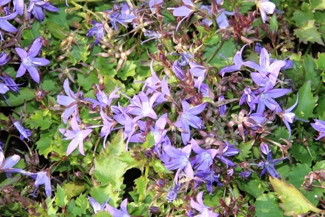 Klokje (Campanula poscharskyana 'Stella')