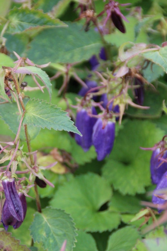 Klokje (Campanula 'Sarastro')