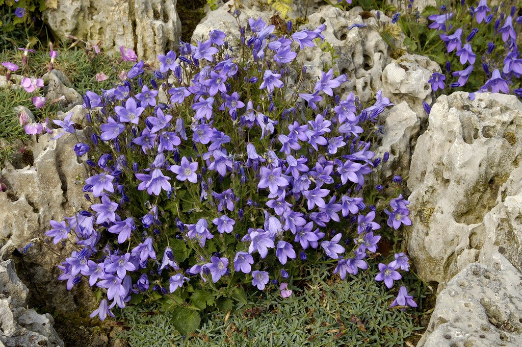 Klokje (Campanula pyramidalis)