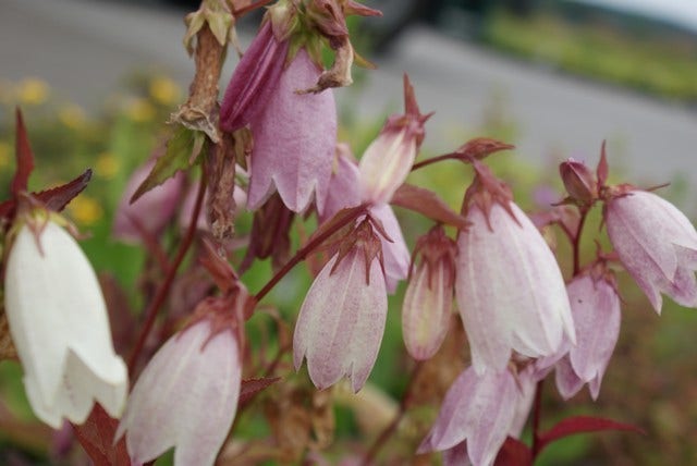 Koreaans Klokje (Campanula takesimana)