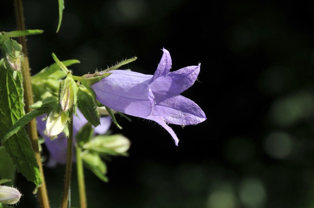 Klokje (Campanula trachelium)