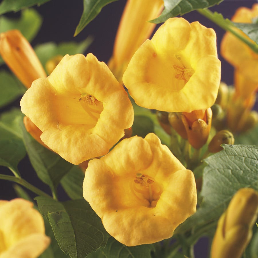 Trompetbloem (Campsis radicans 'Flava')