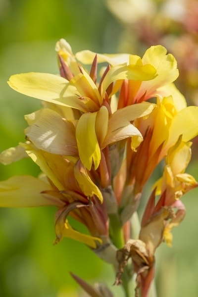 Indisch Bloemriet (Canna 'Fiësta')