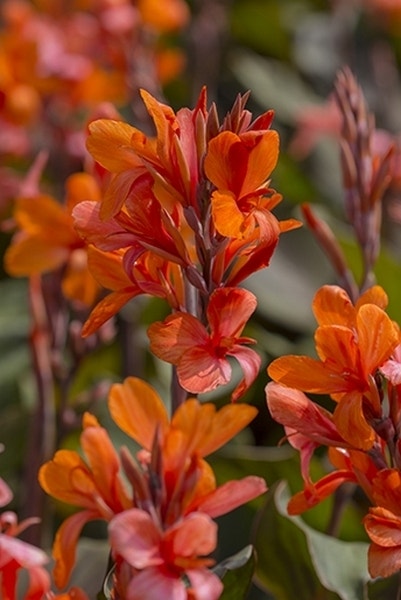 Indisch Bloemriet (Canna 'Ingeborg')