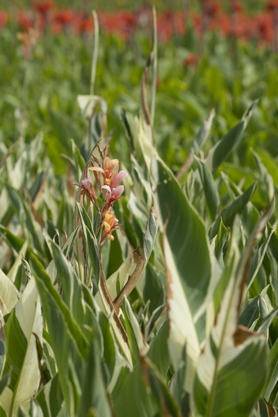 Indisch Bloemriet (Canna 'Stuttgart')