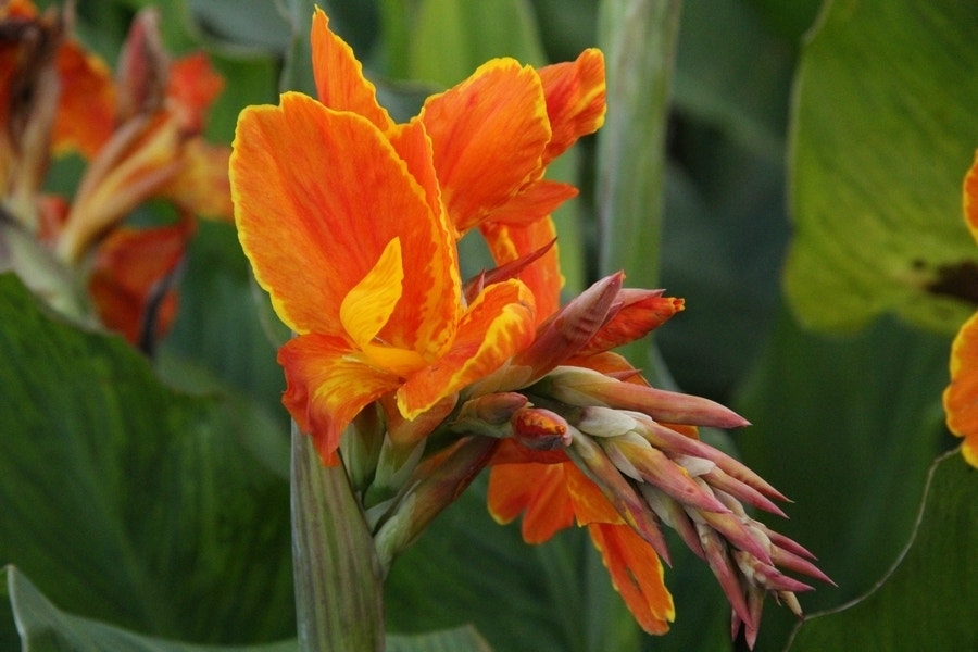 Indisch Bloemriet (Canna 'Taroundant')