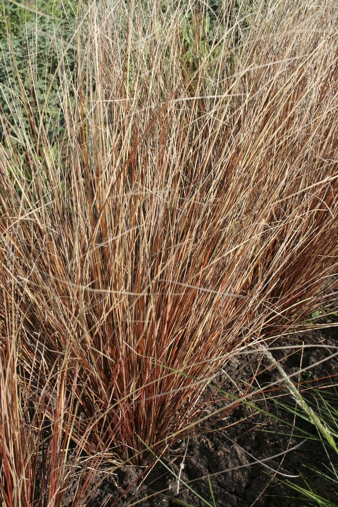 Zegge (Carex buchananii)