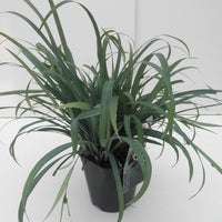 Zegge (Carex 'Bunny Blue')