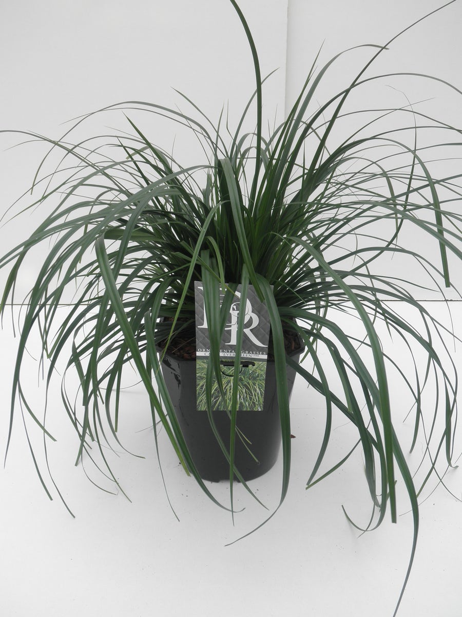 Zegge (Carex 'Evergreen')