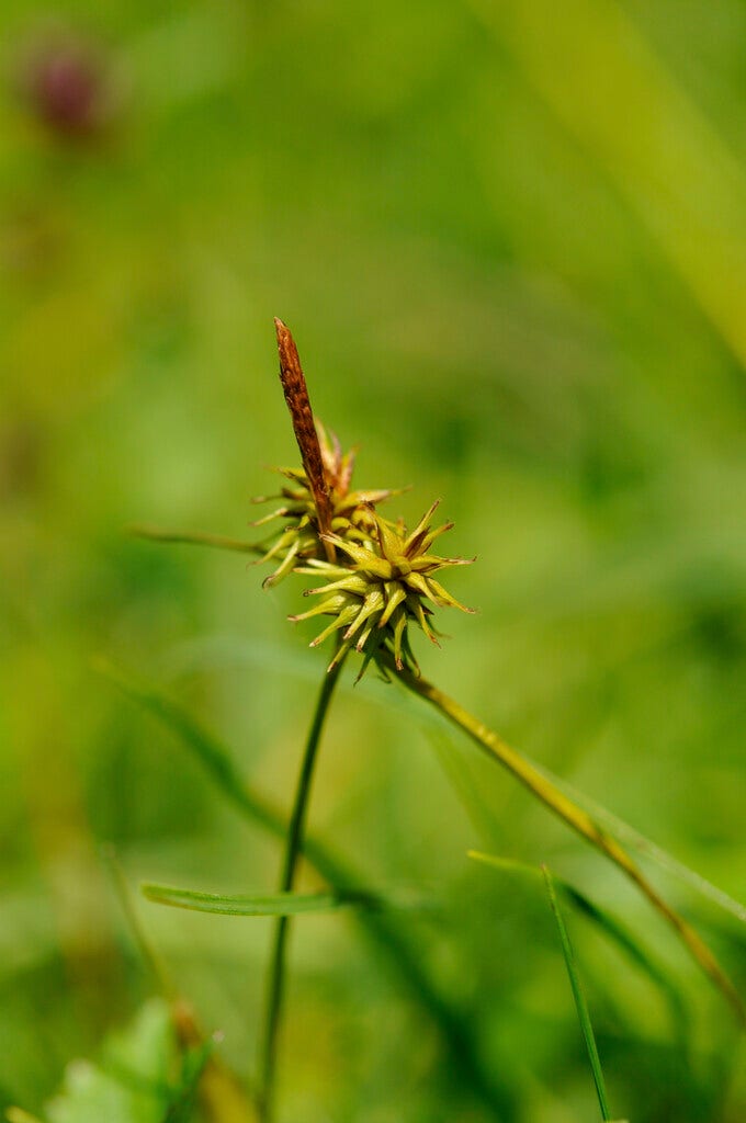 Zegge (Carex flava)