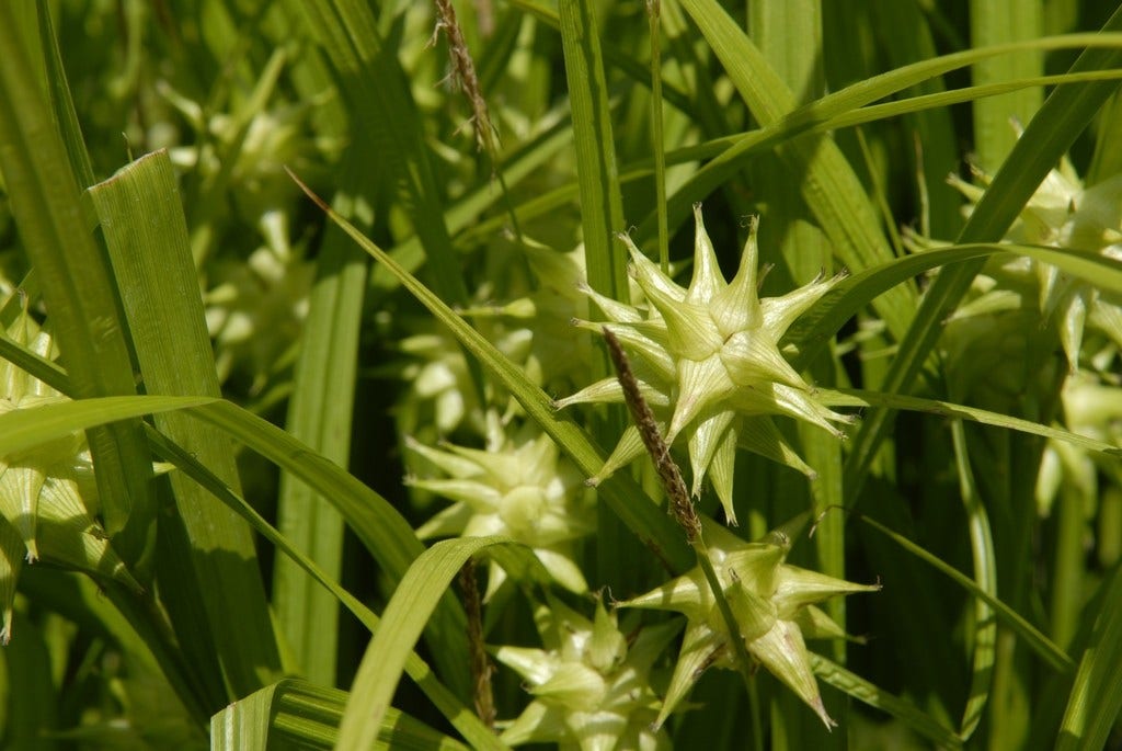 Morgenster (Carex grayi)