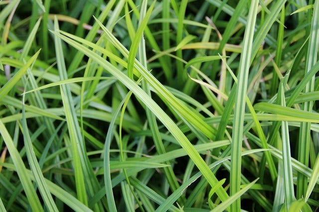 Zegge (Carex foliosissima 'Irish Green')