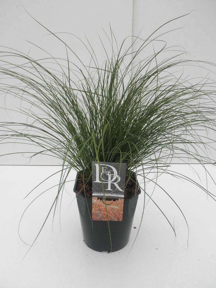 Zegge (Carex 'Prairie Fire')