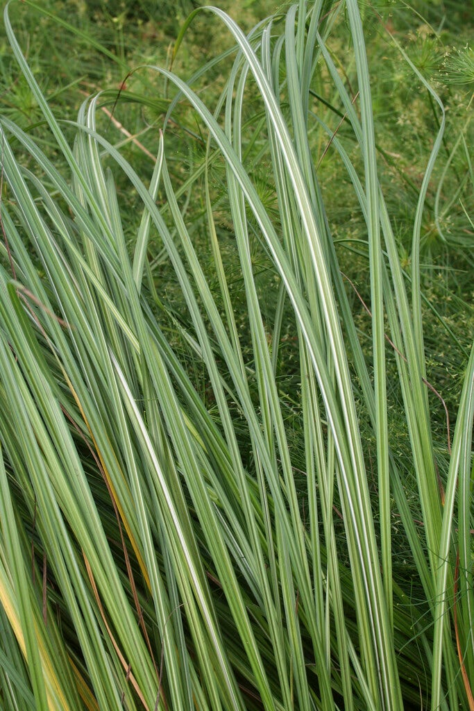 Oeverzegge (Carex riparia)