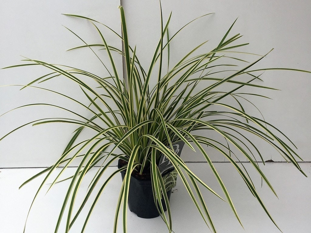 Japanse Zegge (Carex morrowii 'Vanilla Ice')