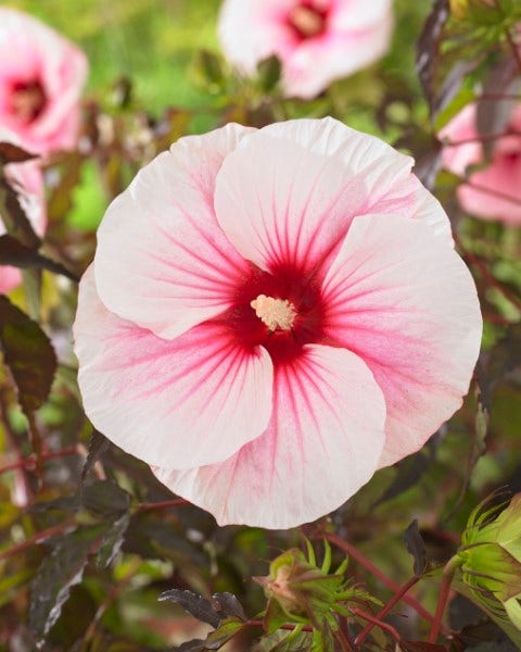 Altheastruik (Hibiscus moscheutos 'Carousel Pink Candy')