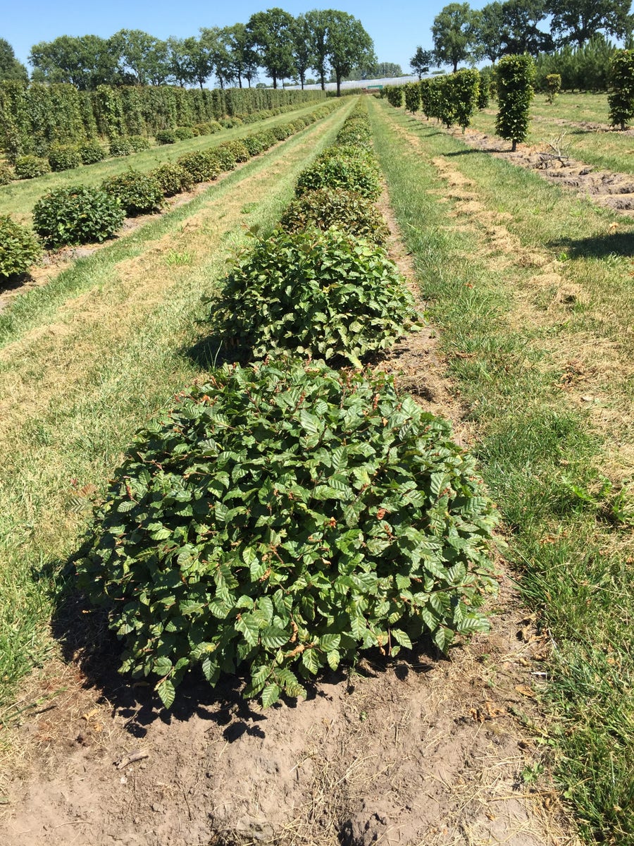 Haagbeuk als bolvorm (Carpinus betulus)