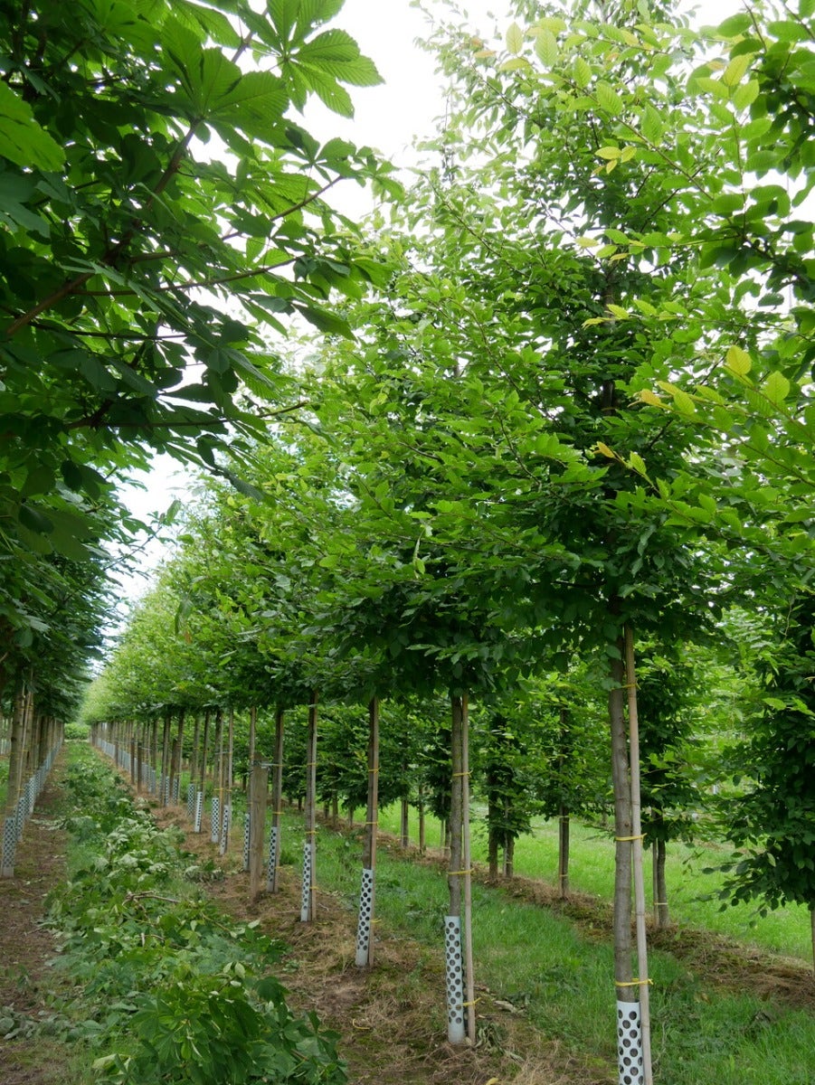 Grote Haagbeuk (Carpinus betulus)