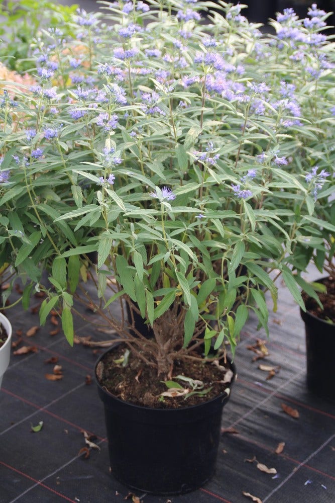 Caryopteris (Caryopteris clandonensis 'Blue Empire')