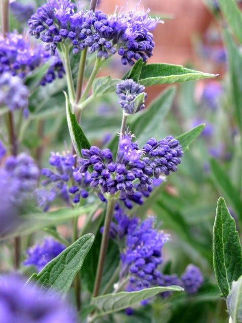 Caryopteris (Caryopteris clandonensis 'Thetis')